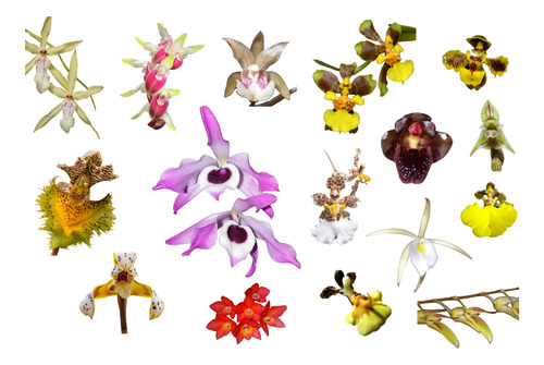 Oferta Combo 8 Orquídeas Nativas + Lirio De Regalo