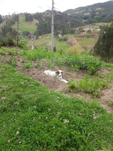 Venta De Terreno, Casa De Campo, Granja, Lote En Hermoso Sector De Cuenca, Punta Corral, Turi