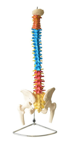 Imagem 2 de 8 de Coluna Vertebral Colorida Flexível C/ Cabeça Do Femur + Base