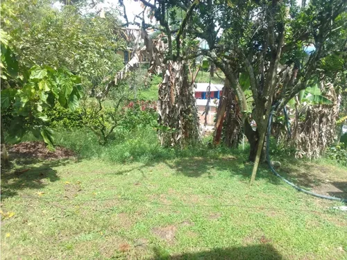 Venta Finca Productiva Montenegro Pueblo Tapao - 11 Cuadras