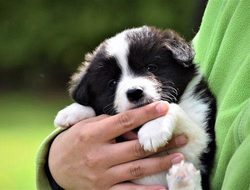 Cachorros Border Collie Hembras Y Machos Blanco Y Negros