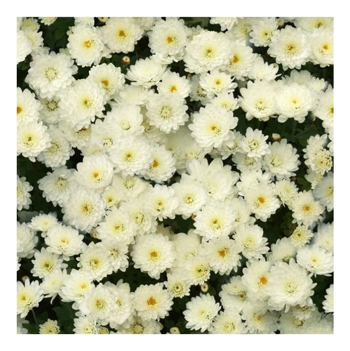 Pack 2 Sobres De Semillas De Crisantemo Blanco Enano (flor)