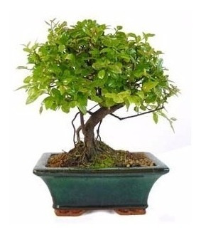 Bonsai Sageretia (ciruelo Chino)