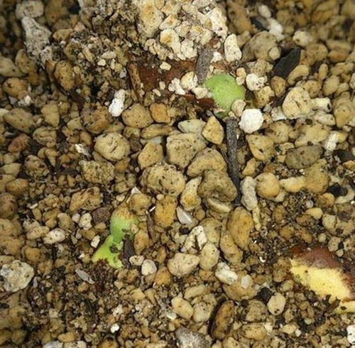 Sementes Mogno Da Montanha Árvore Madeireira Entandrophagma