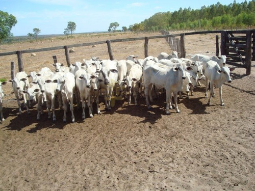 Fazenda A Venda No Bairro Zona Rural Em Taguatinga - To. - 5675-1