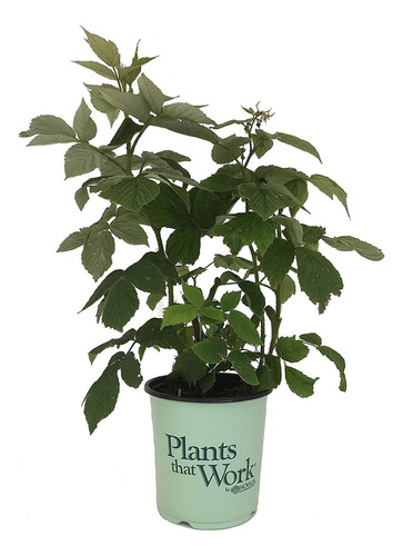 Plants That Work - In The Kitchen Heritage Everbear Red Rasp