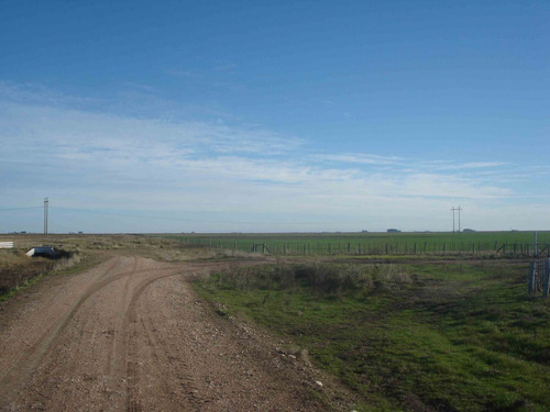 Campo Venta Olavarría-  Buenos Aires 1360has