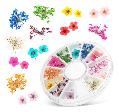 Set De 12 Tipos De Coloridas Flores Secas Naturales Real Dry