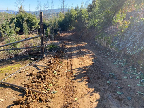 Predio Forestal En Constitución, Regeneración Plan De Manejo