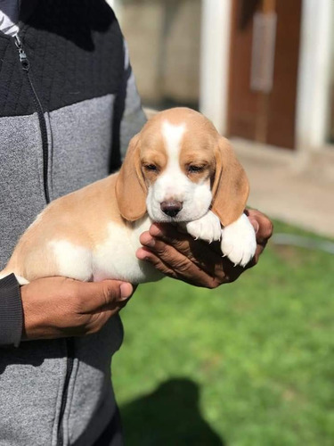 Beagle Bicolor Cachorros