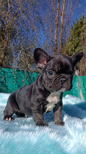 Bulldog Francés Macho Black Trindle Black Trindle