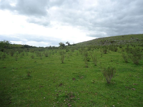 Campo En Venta En Lavalleja. 37 Hectáreas.