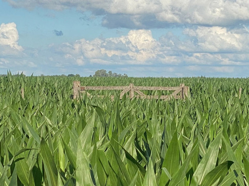 Campo 200h En Venta Junin Provincia De Buenos Aires