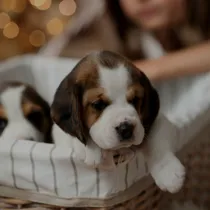 Comprar Cachorros Beagle!!! Podes Venir A Conocerlos