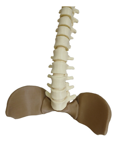 Columna Vertebral Completa - Encastrable Impresion 3d