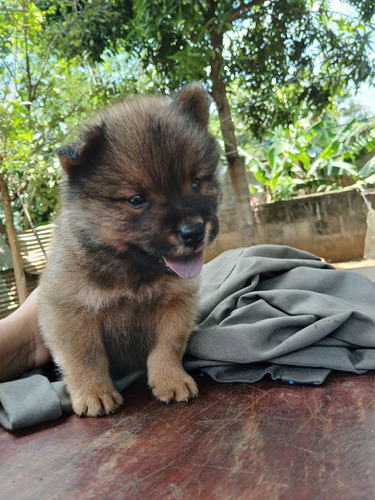 Cachorro Feliz