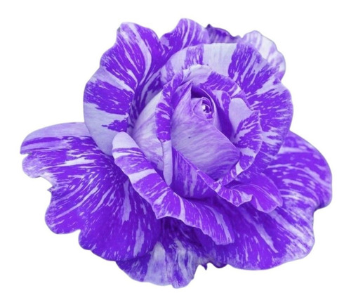 20 Sementes De Rosas Mesclada Violeta E Lilás Pronta Entrega