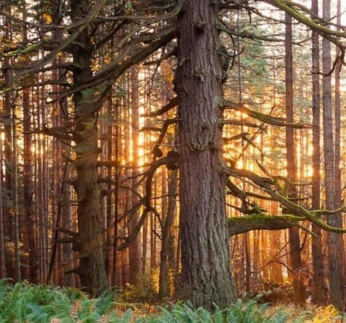 Sementes Pseudotsuga Menziesii Árvore Madeireira Para Mudas