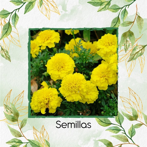 300 Semillas De Flor Tagetes Patula Nana + Obs Germinación