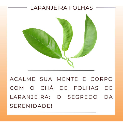 Rnjeir Folhs P Chá Benefício Nturl | Chá Rnjeir