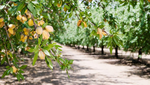 Las Almendras Crudas Orgánicos A Granel Por Comida Para Vivi