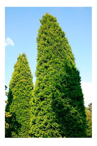 Pino Cipres Leylandii Grande 1,80 M Cerco Vivo Anti Hormigas 1.60 A 1.80 Cm