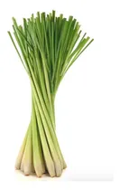 Comprar Aceite Esencial De Hierba De Limón (lemongrass) 15ml