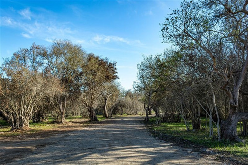 Imagen 4 de 28 de Agrícola En Venta En Zapallar