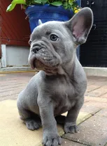 Comprar Cachorro Bulldog Francés Vacunados Y Desparasitados