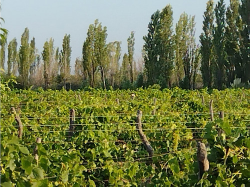 Vendo Finca Viñedos San Rafael Las Paredes
