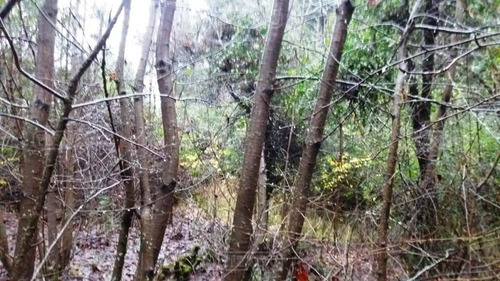 Imagen 3 de 6 de Terreno Lote En Venta Ubicado En Península San Pedro, Bariloche