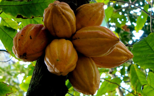 Imagen 5 de 5 de Cacao, Arbolito Criollo Bonito Mas De 1 Metro