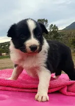 Comprar Hembra Border Collie Pedigree Internacional 