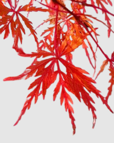  Acer Palmatum Dissectum Inaba Shidare 