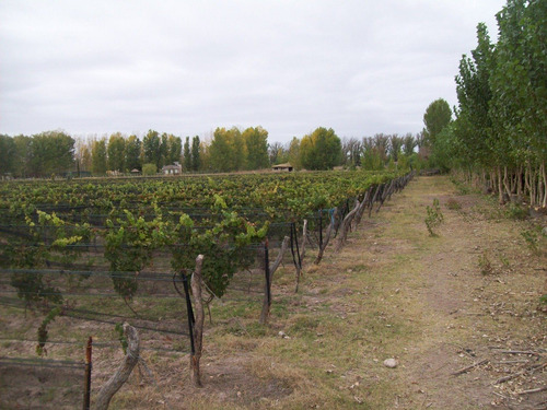 Imagen 6 de 8 de 5 Has - Viñedos San Rafael