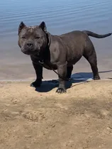 Comprar American Bully Para Monta