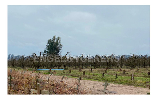 Imagen 10 de 11 de Campo En Chimbarongo
