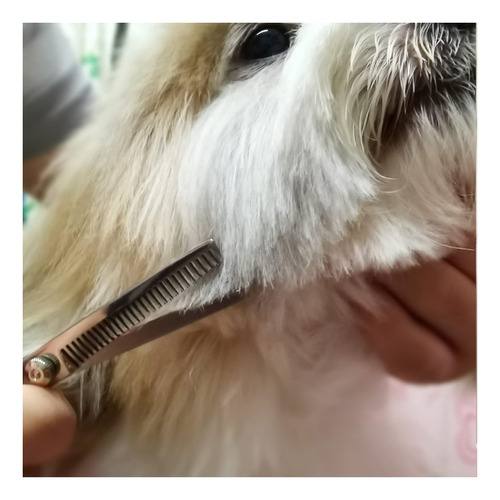 Kit Tijeras De Aseo Para Perros Con Puntas Redondas Faigeo
