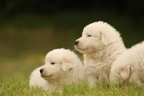 Cachorros Gran Pirineo