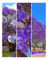 Comprar Semillas De Arboles Jacaranda