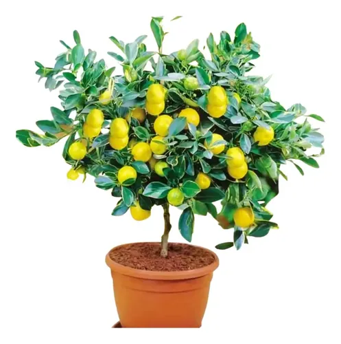 Valor Arboles Frutales