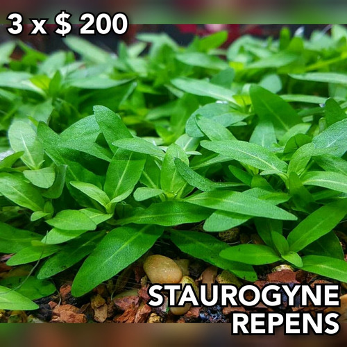 Staurogyne Repens Planta Acuario Plantado.