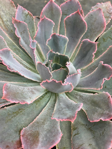 Imagen 2 de 4 de Echeveria Neón Breaker Grande - Plantas Suculentas Exóticas