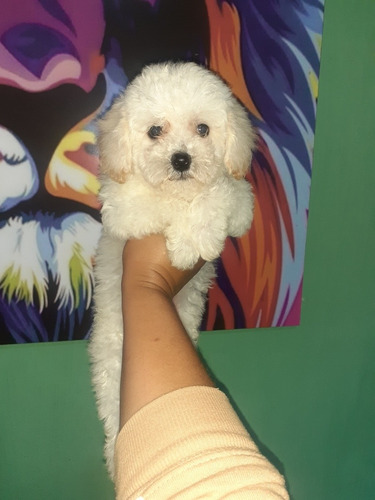 Imagen 6 de 6 de Perritos Caniches Blancos