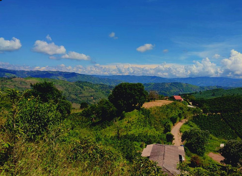 Venta Lote Palestina, Manizales