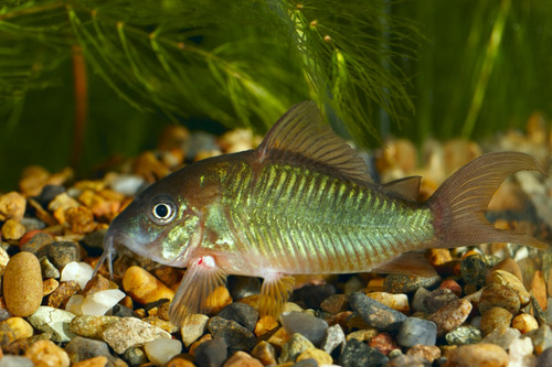 Peces Corydora Green Cat Basureros