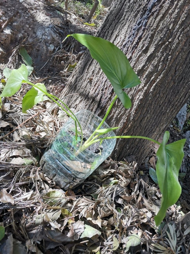 Lirio De Agua / Cartucho Blanco / Lirio De Agua 40 Cm