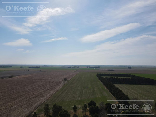 Imagen 2 de 29 de Chacra De 29 Has En Venta En Baradero - Ideal Fin De Semana Y Producción Agrícola