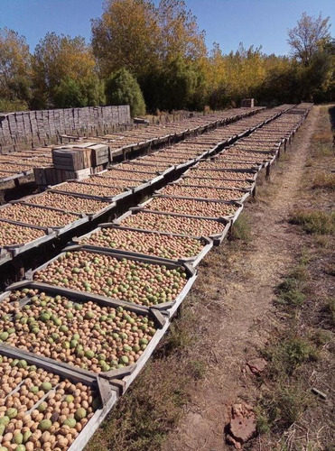 Imagen 2 de 30 de Finca De 12 Ha- Cuadro Benegas - San Rafael- Mendoza