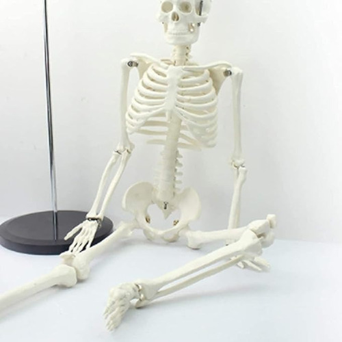 Esqueleto 85 Cm - Modelo Anatómico